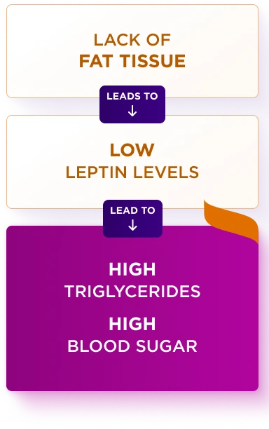 Flowchart showing the relationship between fat tissue, leptin levels, and metabolic outcomes. The first box reads 'Lack of fat tissue' and has an arrow labeled 'Leads to' pointing to the second box, which reads 'Low leptin levels'. Another arrow labeled 'Lead to' points to the final purple box, which reads 'High triglycerides' and 'High blood sugar'.